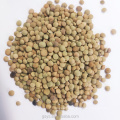 2021 new crop Chinese dry green lentils